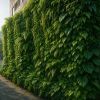 Mur végétal extérieur sans arrosage