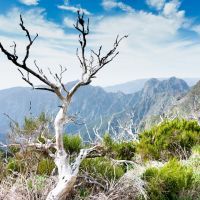 Feux de forêt : impacts insoupçonnés sur l'environnement